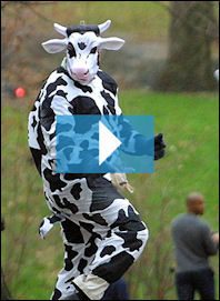 Jonathan Payton (cow)